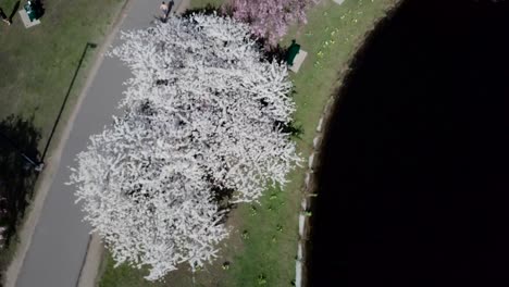 lovely cherry blossom and willow trees by the park in charles river, boston on a sunny springtime - orbiting top-down drone shot