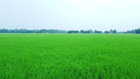 Aerial-view-shot-of-vast-paddy-fields