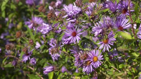 Fall-purple-flowers-on-a-warm-summer-day-in-Boise,-Idaho