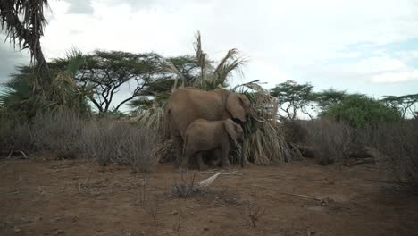 motherly care territory of african elephant at samburu national reserve kenya