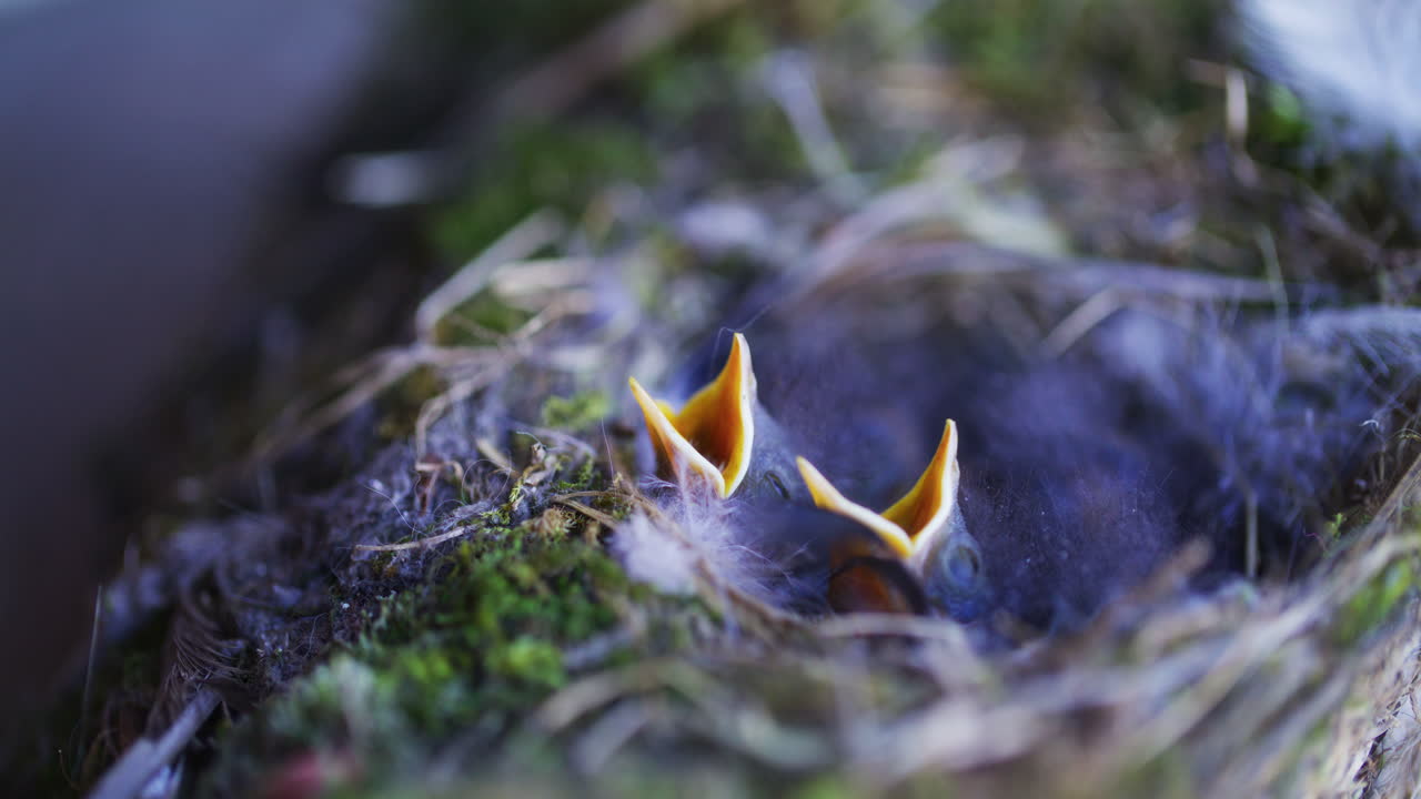 Young Birds Waiting for Food
