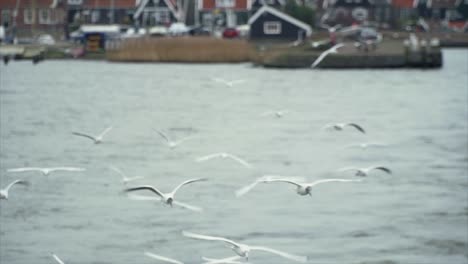 esta es una toma de gaviotas deslizándose en la estela de un barco en amsterdam