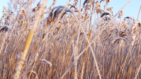 Un-Mar-De-Juncos-Congelados-En-Una-Mañana-De-Invierno-Iluminada-Por-El-Sol-Dorado