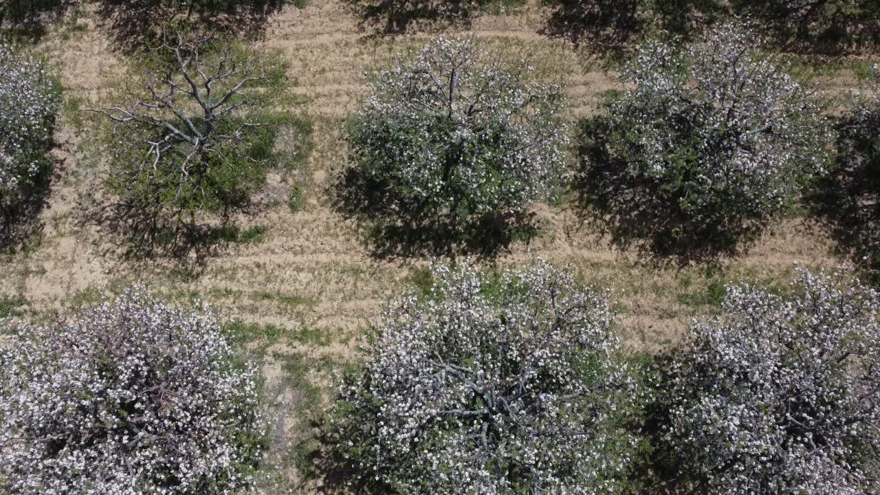사과 나무 의  ⁇  꽃 의 드론 이미지