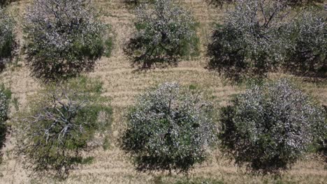 imagen del avión no tripulado de las flores blancas de los manzanos