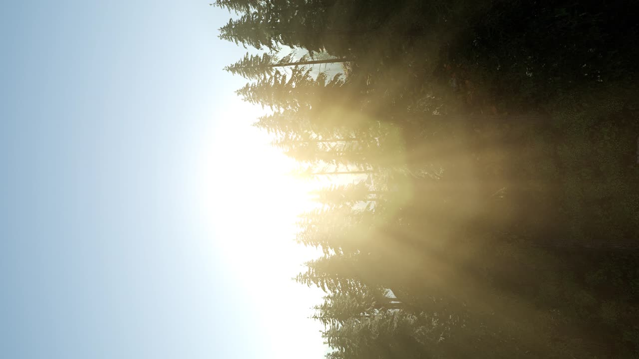 나무들을 가로지르는  ⁇ 빛