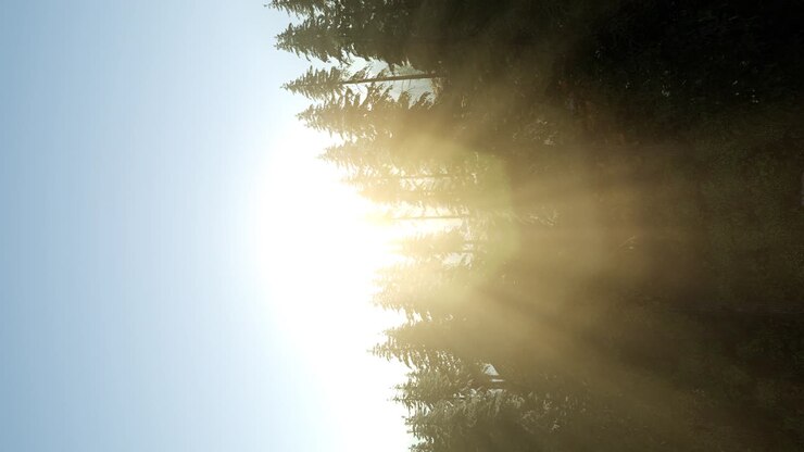 Sun Beams through Trees