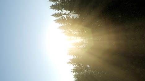 rayos de sol a través de los árboles
