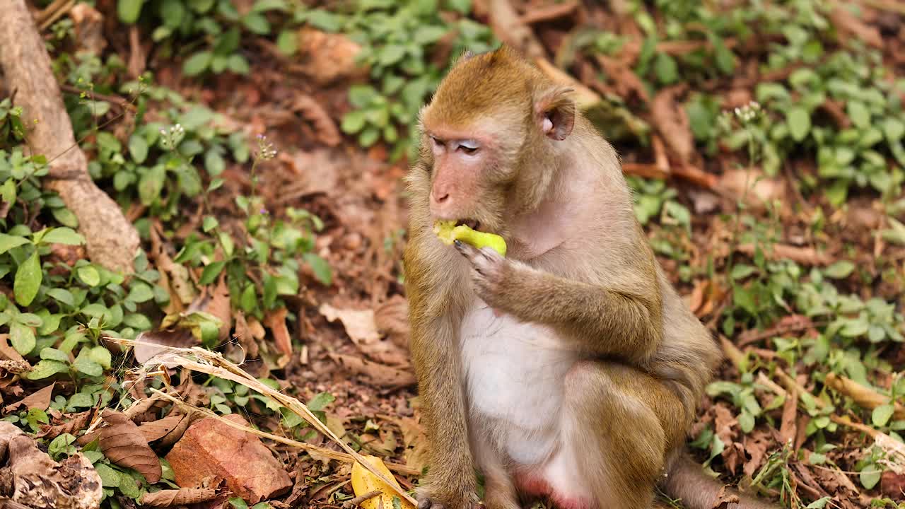 Monkey enjoys food in a natural setting