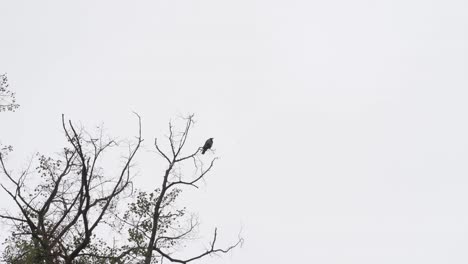 single raven sitting on bald tree silhouette against grey, cloudy sky