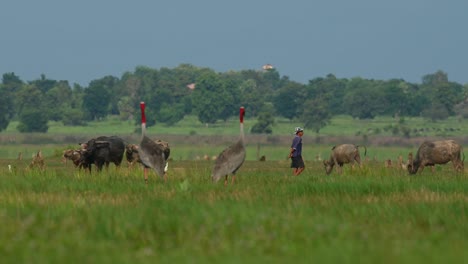 Eastern-Sarus-Crane,-Antigone-antigone-sharpii