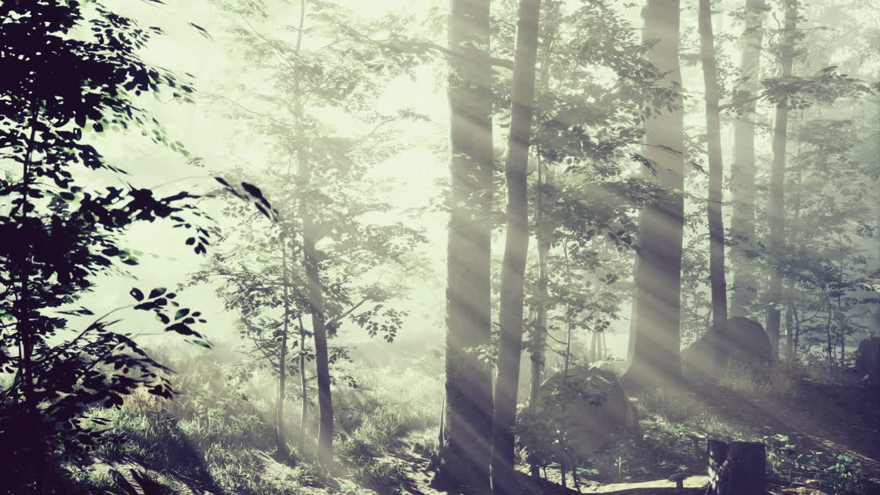 Morning light filters through misty trees in a tranquil forest atmosphere
