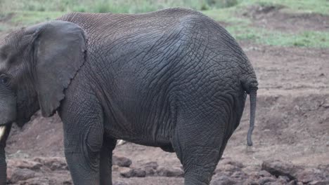 Un-Elefante-Rociando-Agua-Desde-Su-Trompa