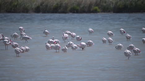 Greater-flamingo-spreading-its-wings-in-river-among-sleeping-flock