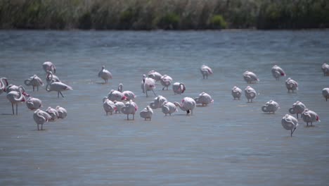 un gran flamenco extendiendo sus alas en el río entre un rebaño dormido