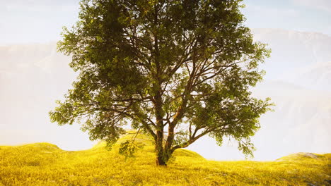 campo de primavera con un árbol solitario