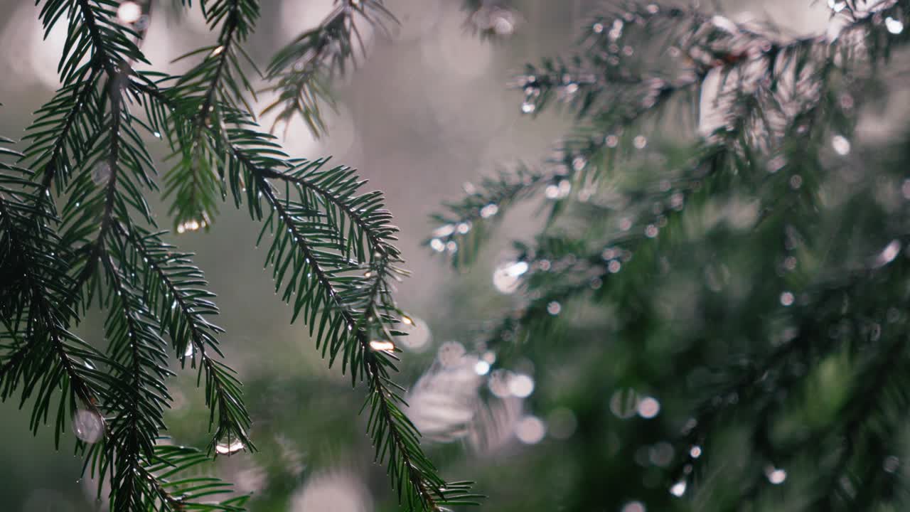 Closeup of fir branches hit by heavy rain in a dense forest with raindrops forming on the leaves