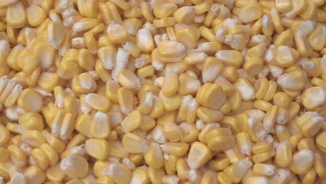 Maize-or-corn-has-become-a-staple-food-in-many-parts-of-the-world