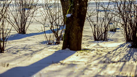 low angle timelapse of tree shadows moving across the snow in warm sunlight