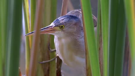 eine wunderschöne gelbe rohrdommel, die sich hinter hohen, grünen, üppigen süßwasserpflanzen versteckt und auf beute wartet - aus nächster nähe