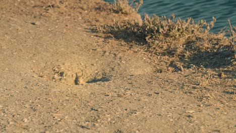 Curiosos-Picos-De-Ardilla-Cabeza-Del-Agujero-Durante-La-Hora-Dorada-En-Cámara-Lenta