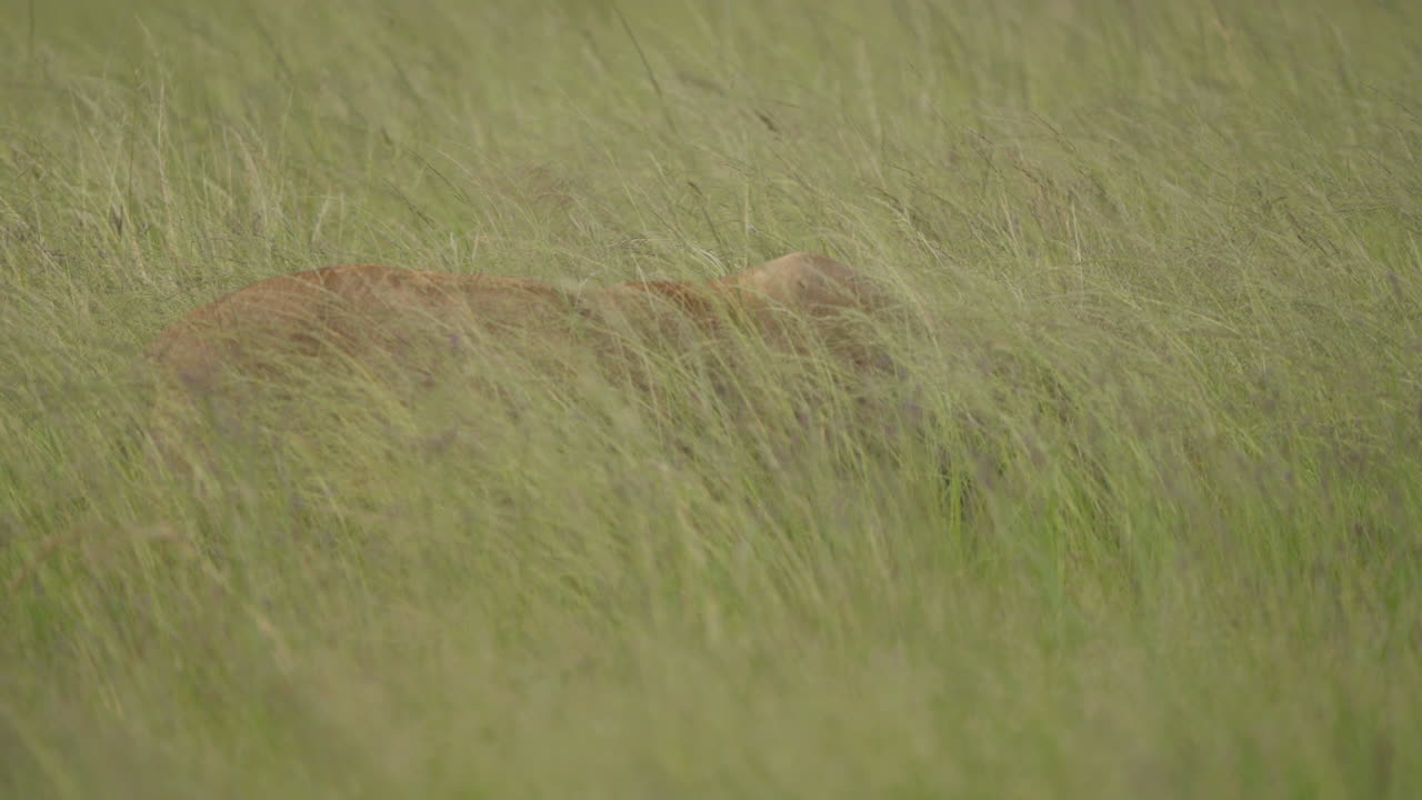 Lion Hidden in Tall Grass