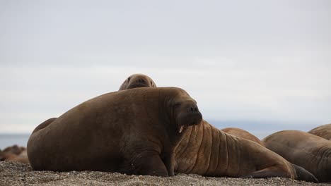 dos morsas están acostadas en la playa una delante de la otra