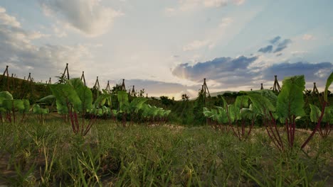 grass and fresh green leaves of beetroot in the garden