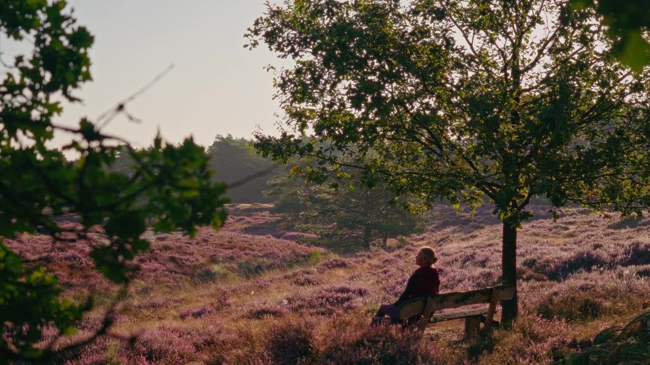 Slow motion footage of a female hiker walking toward a bench on stunning purple heathland beneath a tree, illuminated by magical soft golden morning sunlight.