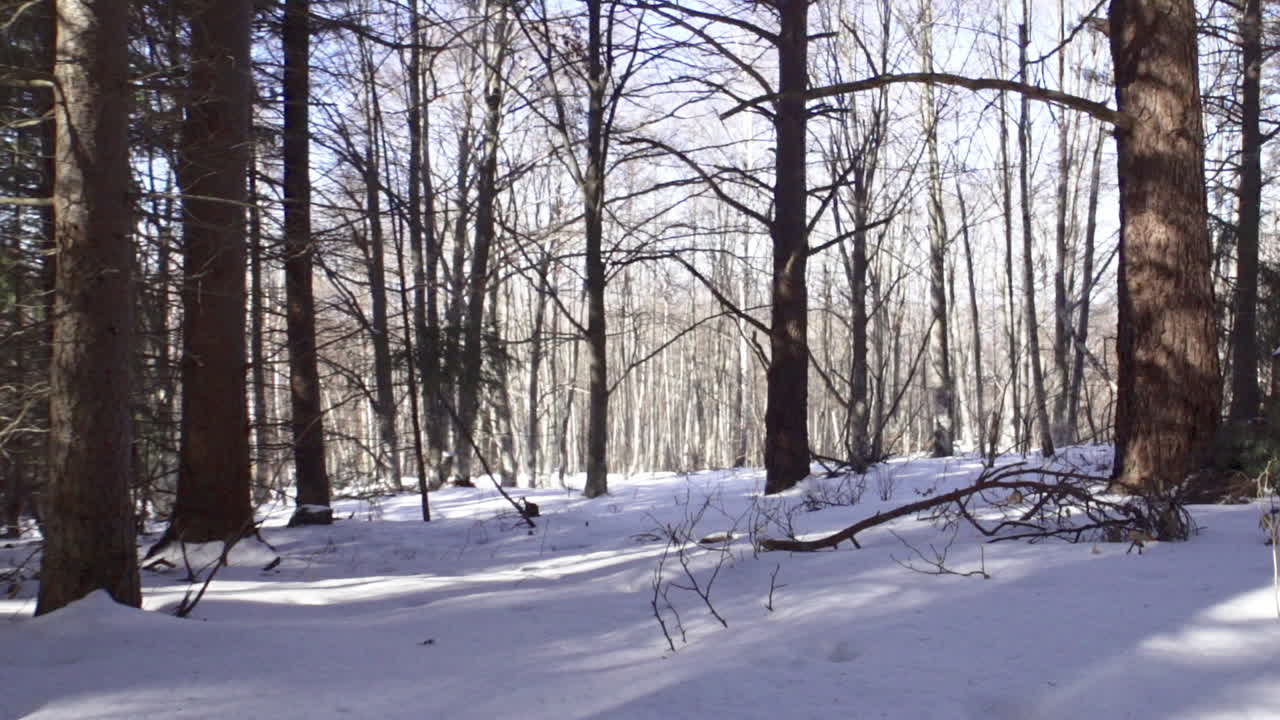 겨울철 산속의 아름다운 눈 덮인 소나무 숲의 영상-4