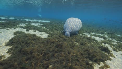 manatee laying on natural spring floor