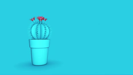 el cactus 4k