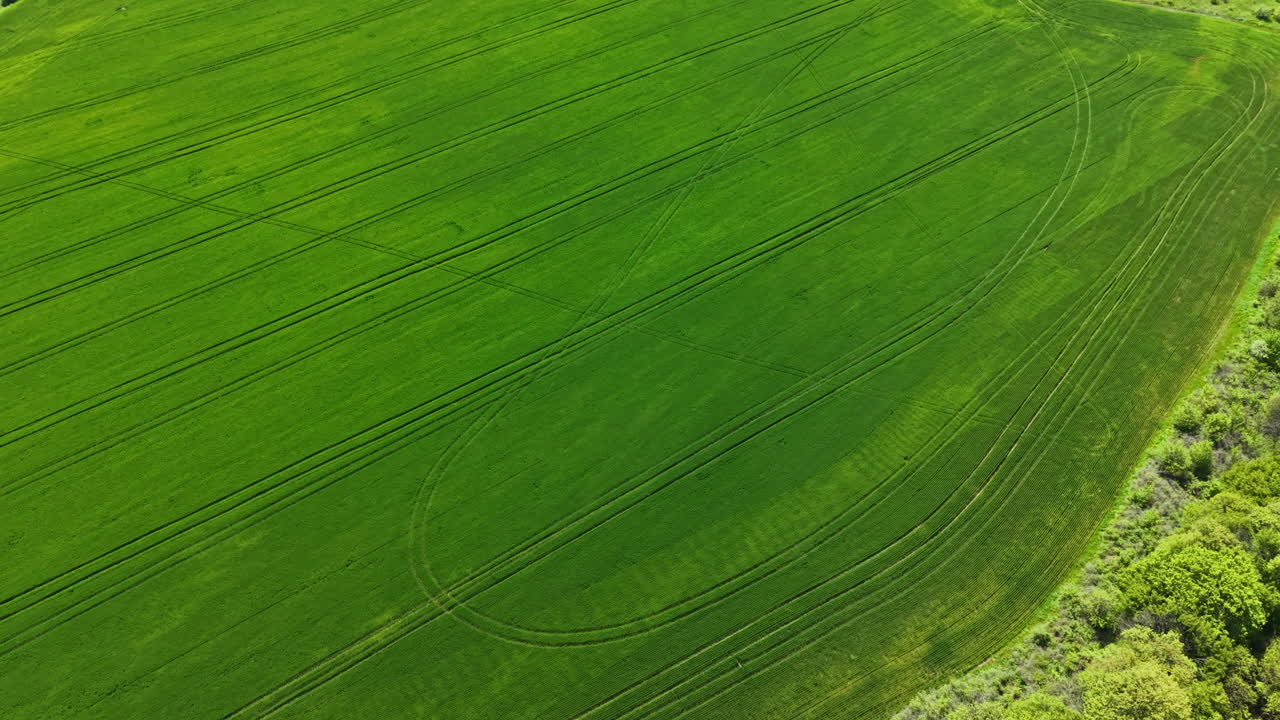Wheat field viewed from above showing lines and patterns formed by farming equipment during the growing season in a rural area