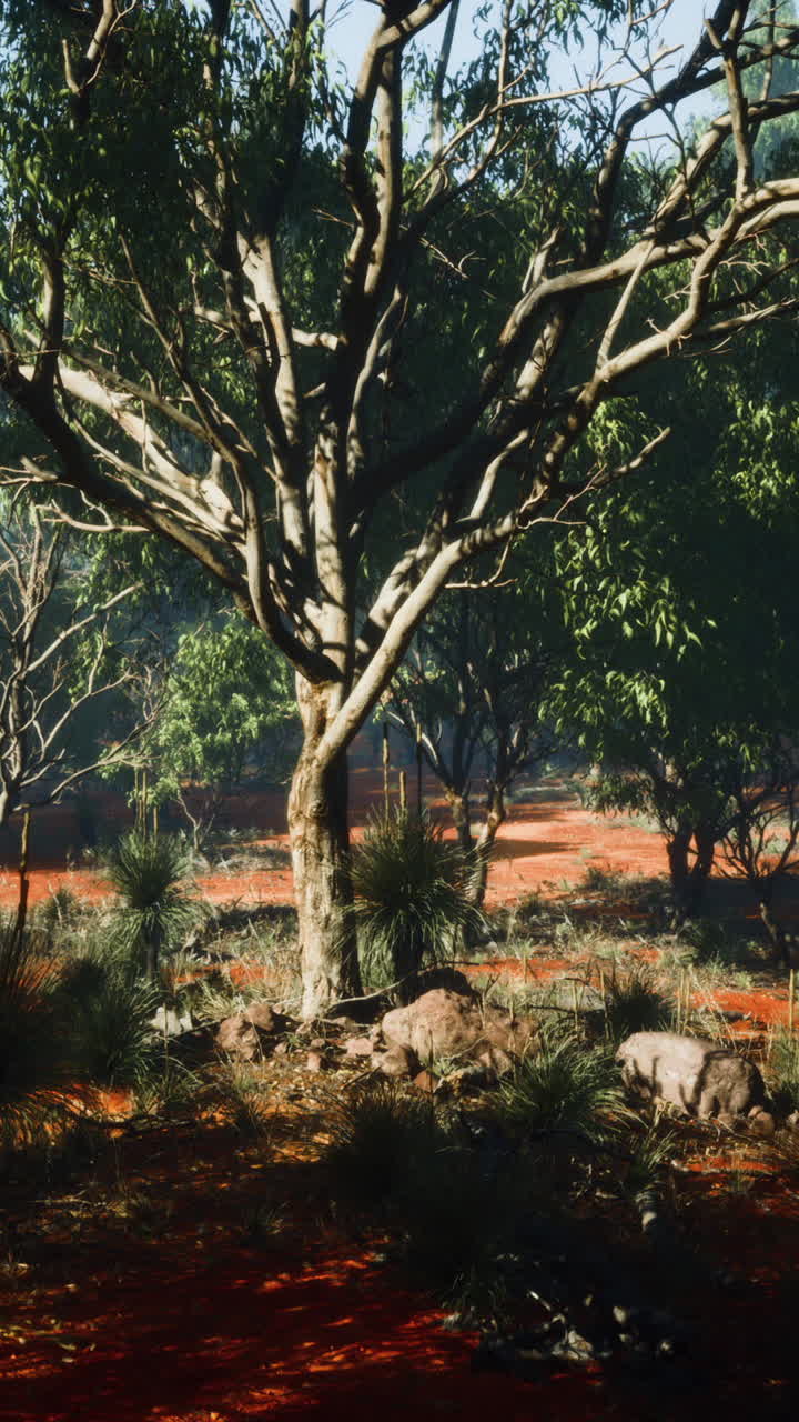 Australian Bush Landscape