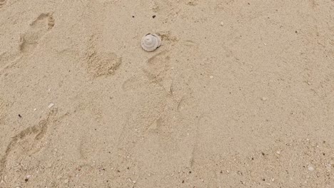 a shell emerges on a sandy beach