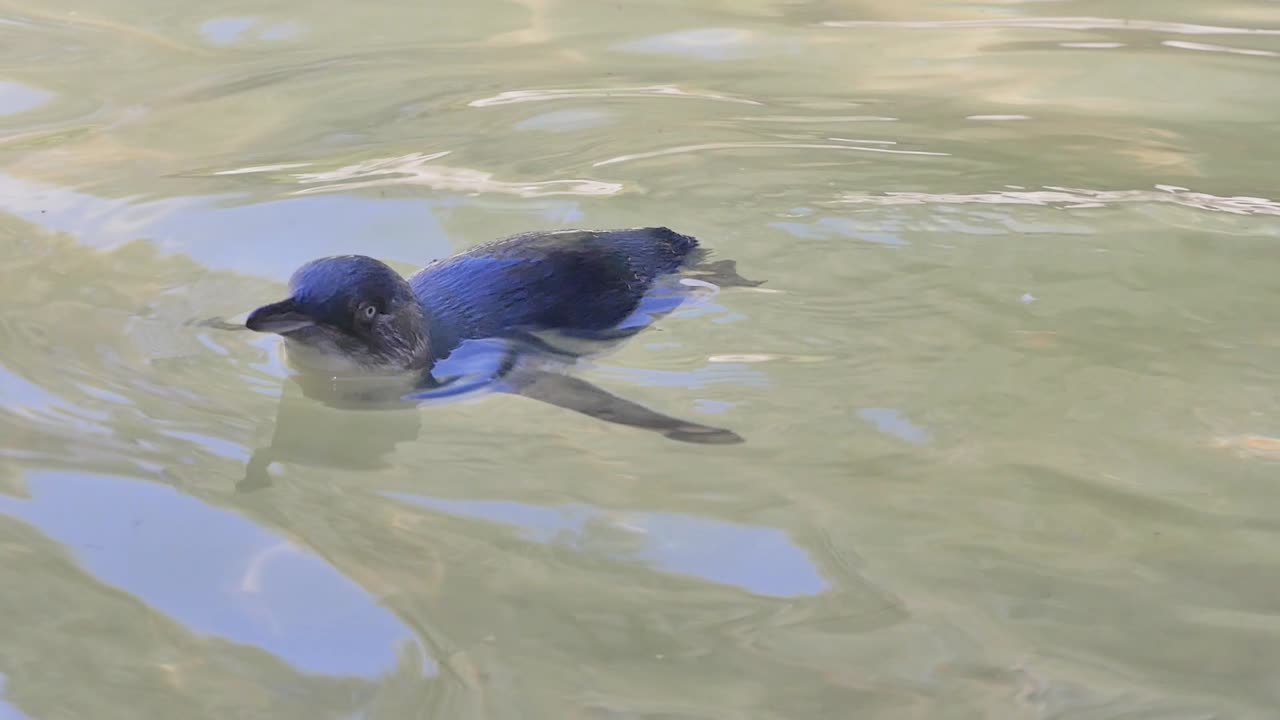 Penguin swimming in the waves