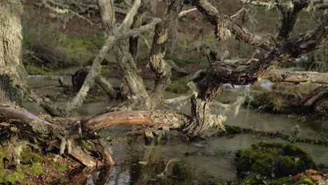 handheld moss on the branches of antartic beech tree in tierra del fuego