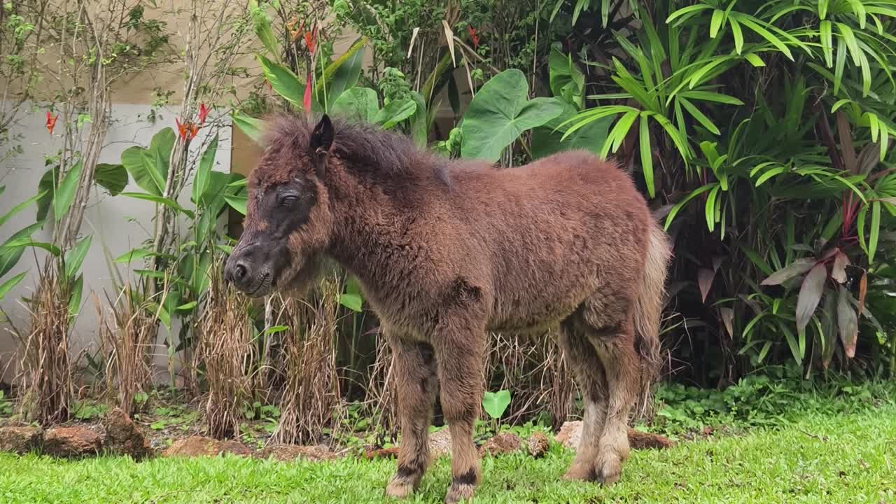 pequeño caballo marrón en un jardín