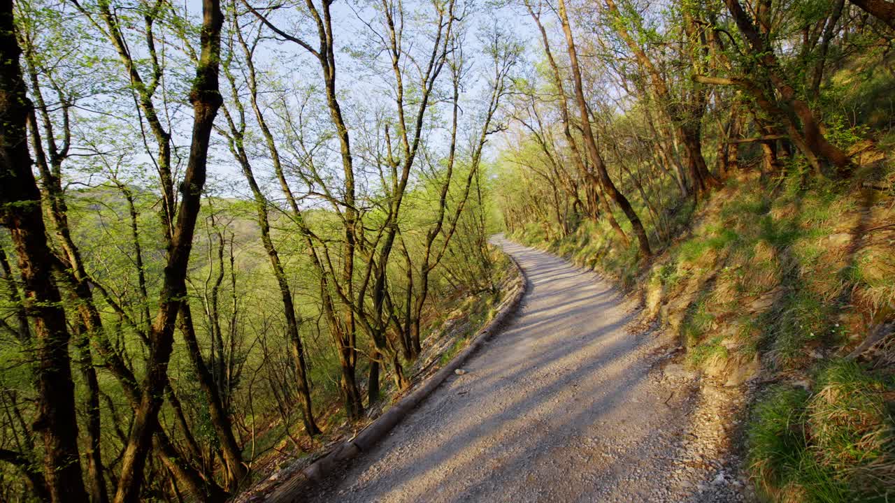 Winding forest path with tall trees and bright green foliage in early spring