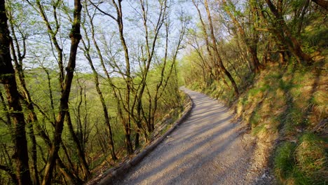 winding forest path with tall trees and bright green foliage in early spring