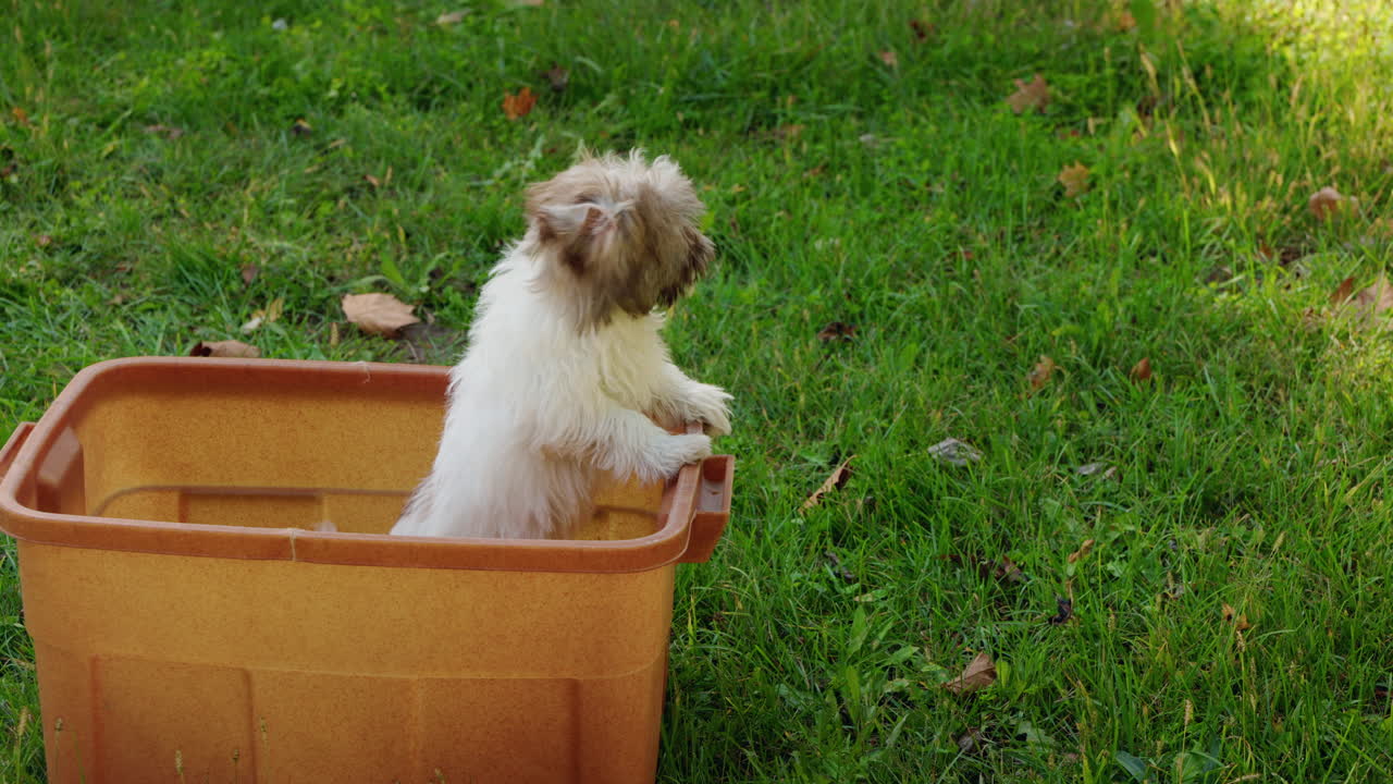 Puppy in a container on the grass