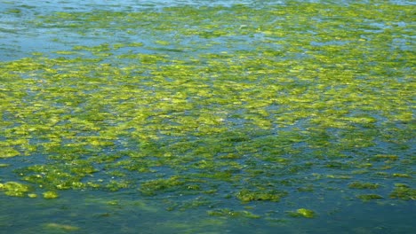 green algae polluted sea