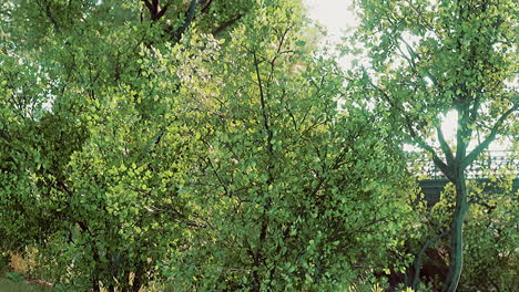 green lawn in city park with swamp under sunny light