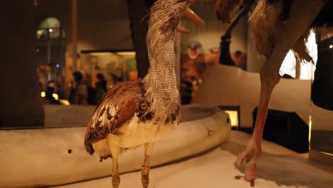 taxidermy birds showcased in a museum setting