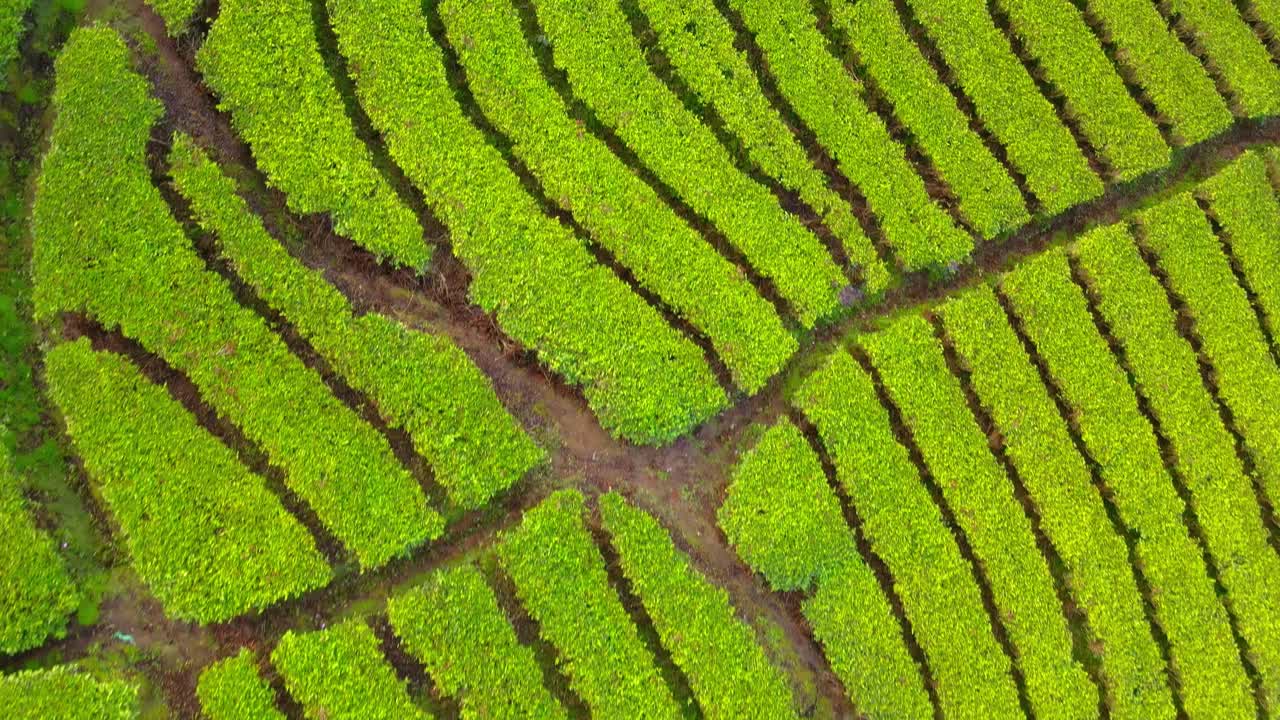 Overhead drone shot of green tea plantation in tropical Indonesia