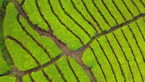 tomada aérea de un avión no tripulado de una plantación de té verde en la tropical indonesia