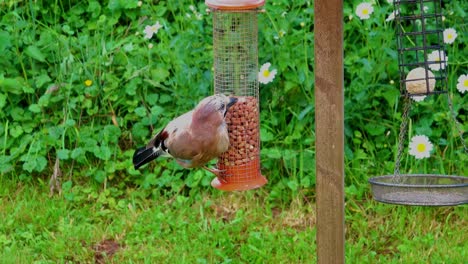 Agile-jay-on-a-peanut-feeder-making-it-swing-as-it-jumps-off