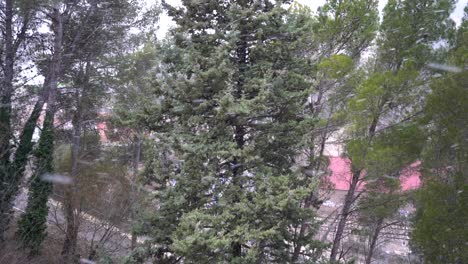 Schnee-Fällt-Zwischen-Den-Kiefern