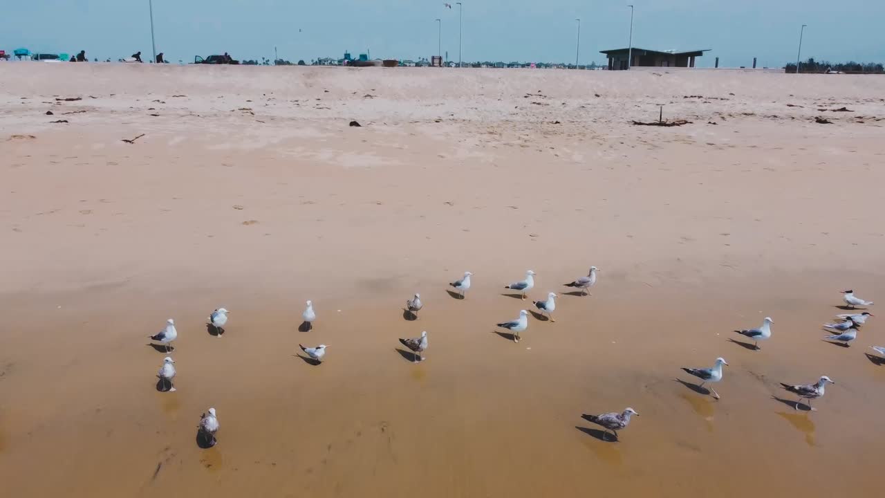 Dron vuela hacia una bandada de gaviotas a lo largo de la orilla mientras despegan