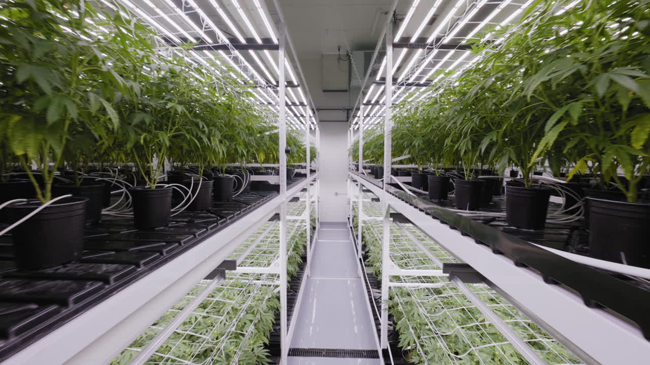 Carrellata su una piantagione di Cannabis in condizioni controllate in una grande serra.